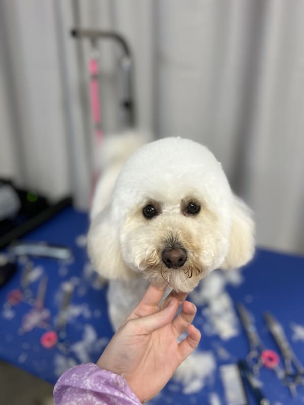 A freshly groomed dog at Serena's Pet Grooming