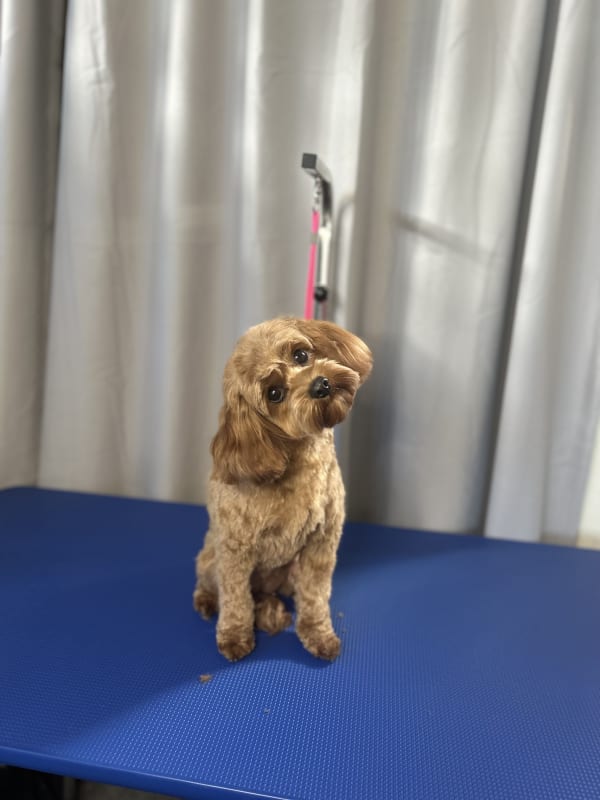 A freshly groomed dog at Serena's Pet Grooming