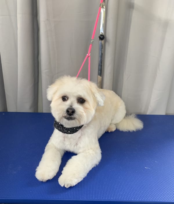 A freshly groomed dog at Serena's Pet Grooming
