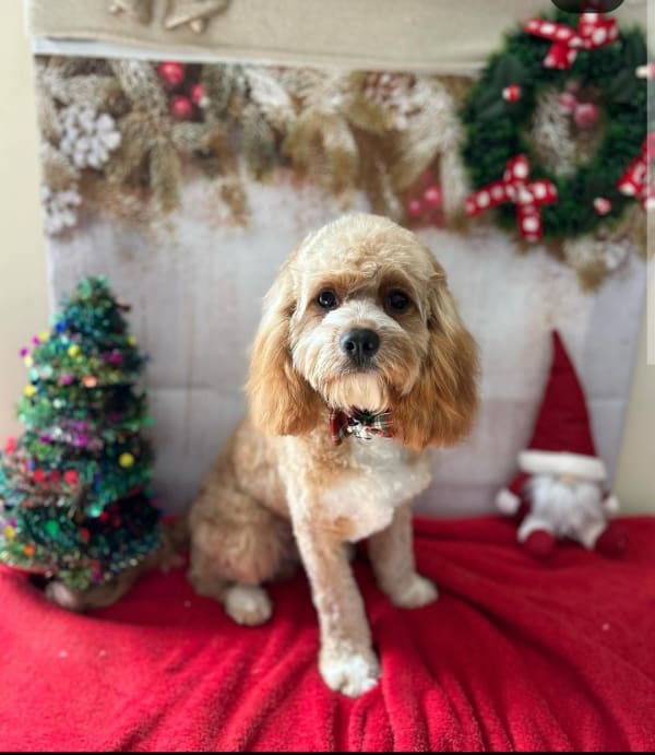 A freshly groomed dog at Serena's Pet Grooming
