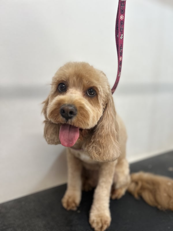 A freshly groomed dog at Serena's Pet Grooming