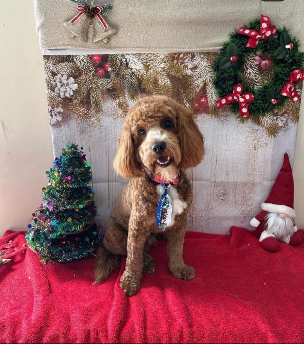 A freshly groomed dog at Serena's Pet Grooming