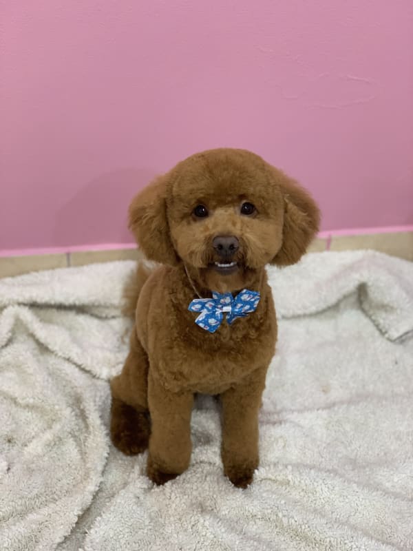 A freshly groomed dog at Serena's Pet Grooming
