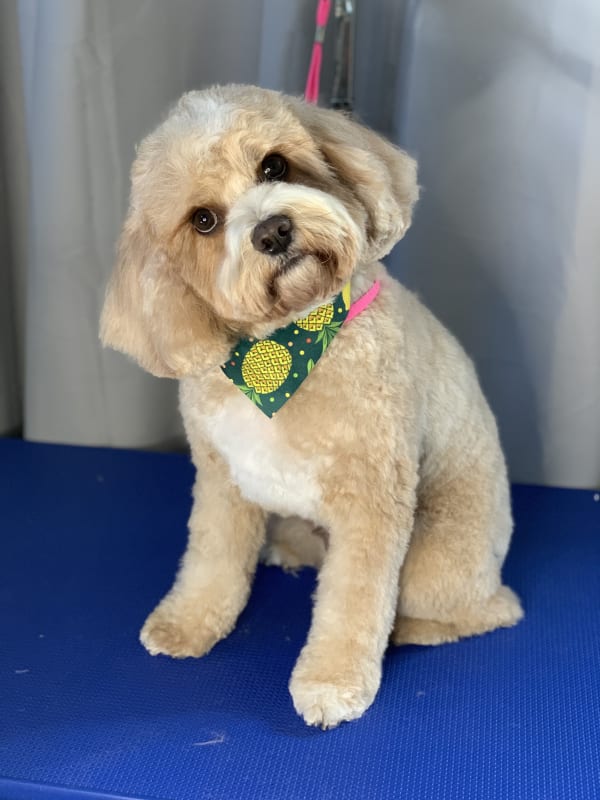 A freshly groomed dog at Serena's Pet Grooming