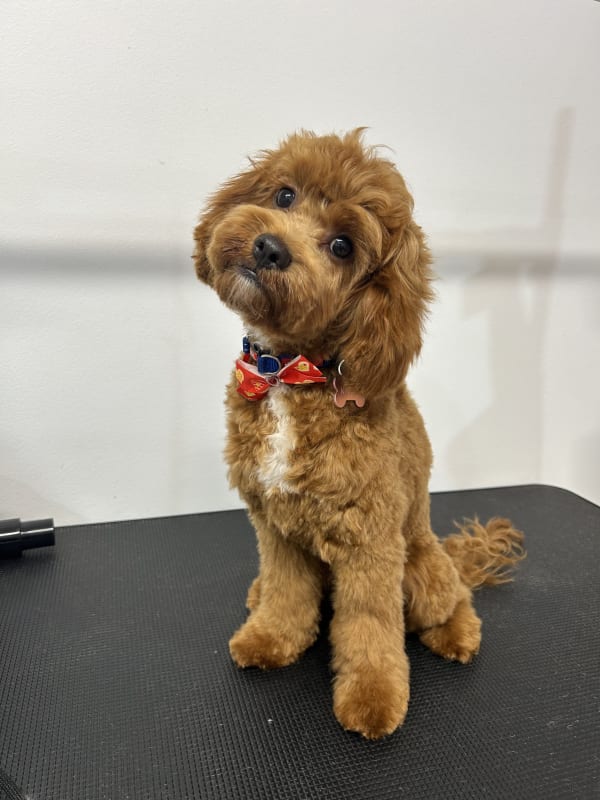 A freshly groomed dog at Serena's Pet Grooming
