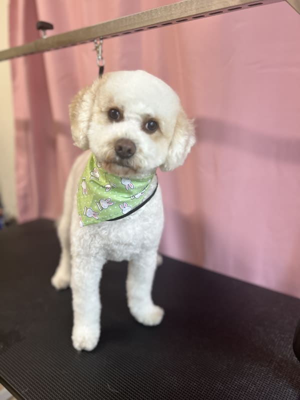 A freshly groomed dog at Serena's Pet Grooming