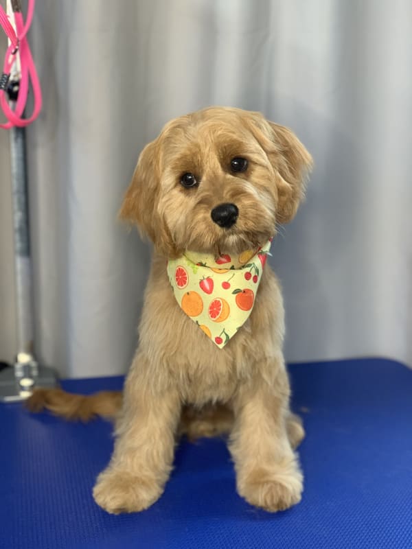 A freshly groomed dog at Serena's Pet Grooming