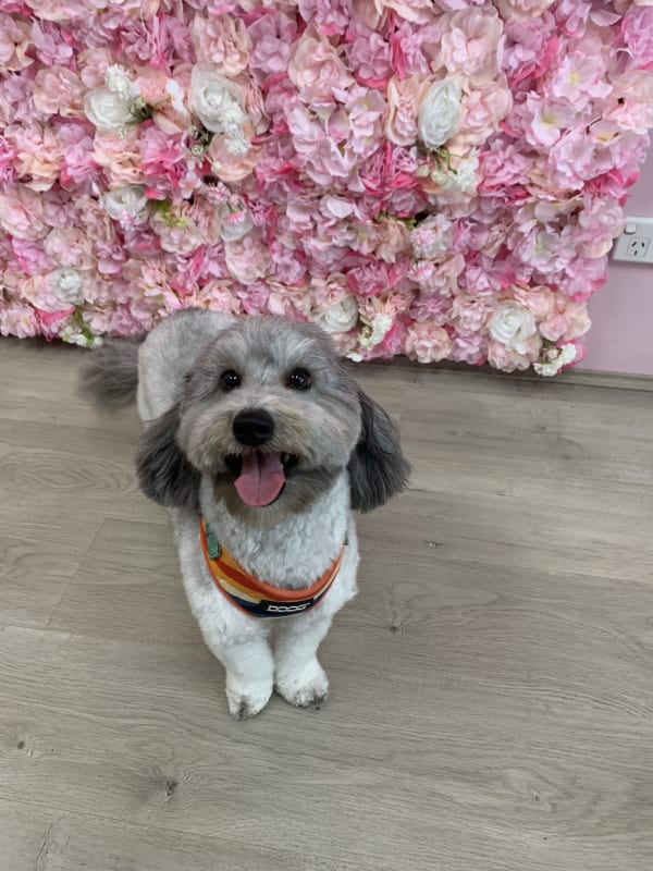 A freshly groomed dog at Serena's Pet Grooming