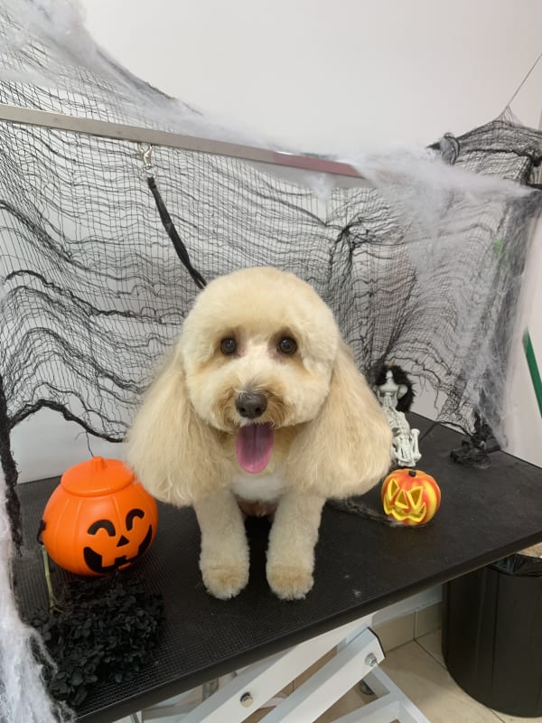 A freshly groomed dog at Serena's Pet Grooming