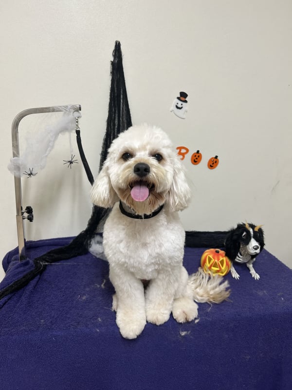 A freshly groomed dog at Serena's Pet Grooming