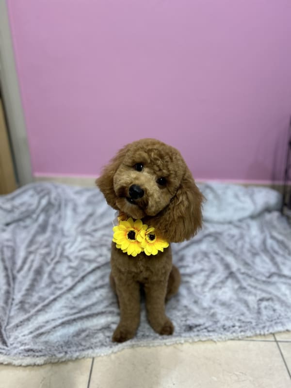A freshly groomed dog at Serena's Pet Grooming