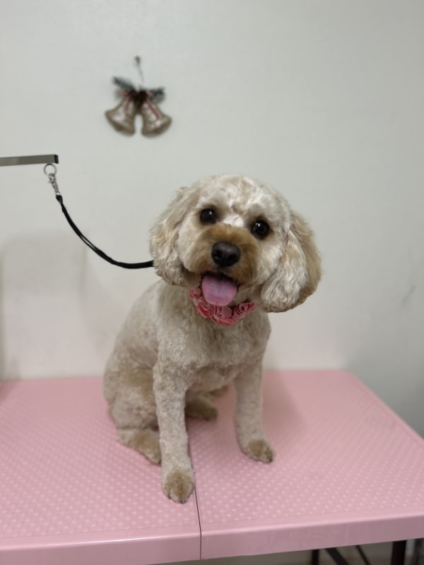 A freshly groomed dog at Serena's Pet Grooming