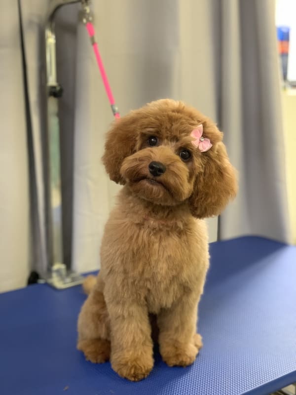A freshly groomed dog at Serena's Pet Grooming