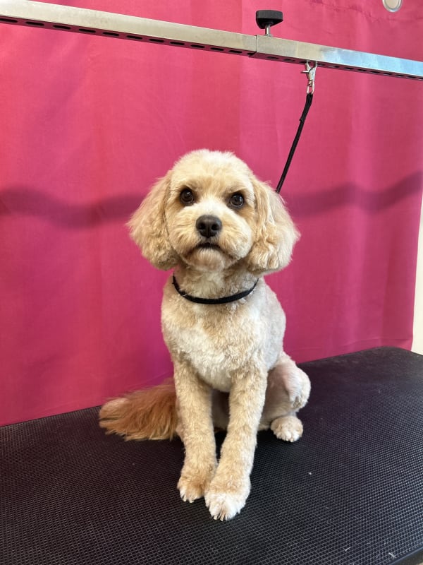 A freshly groomed dog at Serena's Pet Grooming