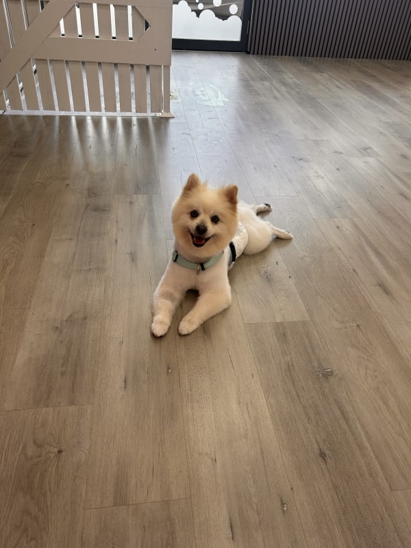 A freshly groomed dog at Serena's Pet Grooming
