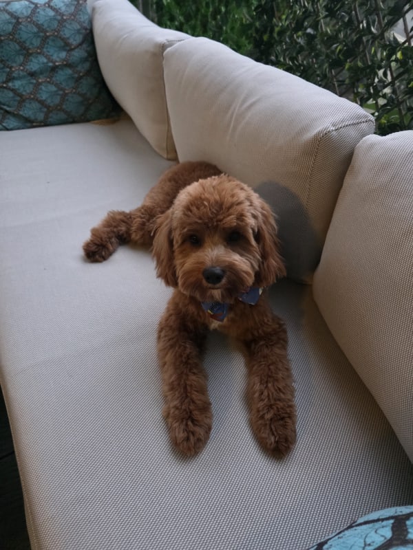 A freshly groomed dog at Serena's Pet Grooming