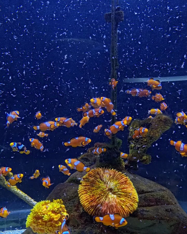 Istanbul: Florya Aquarium — фото 3