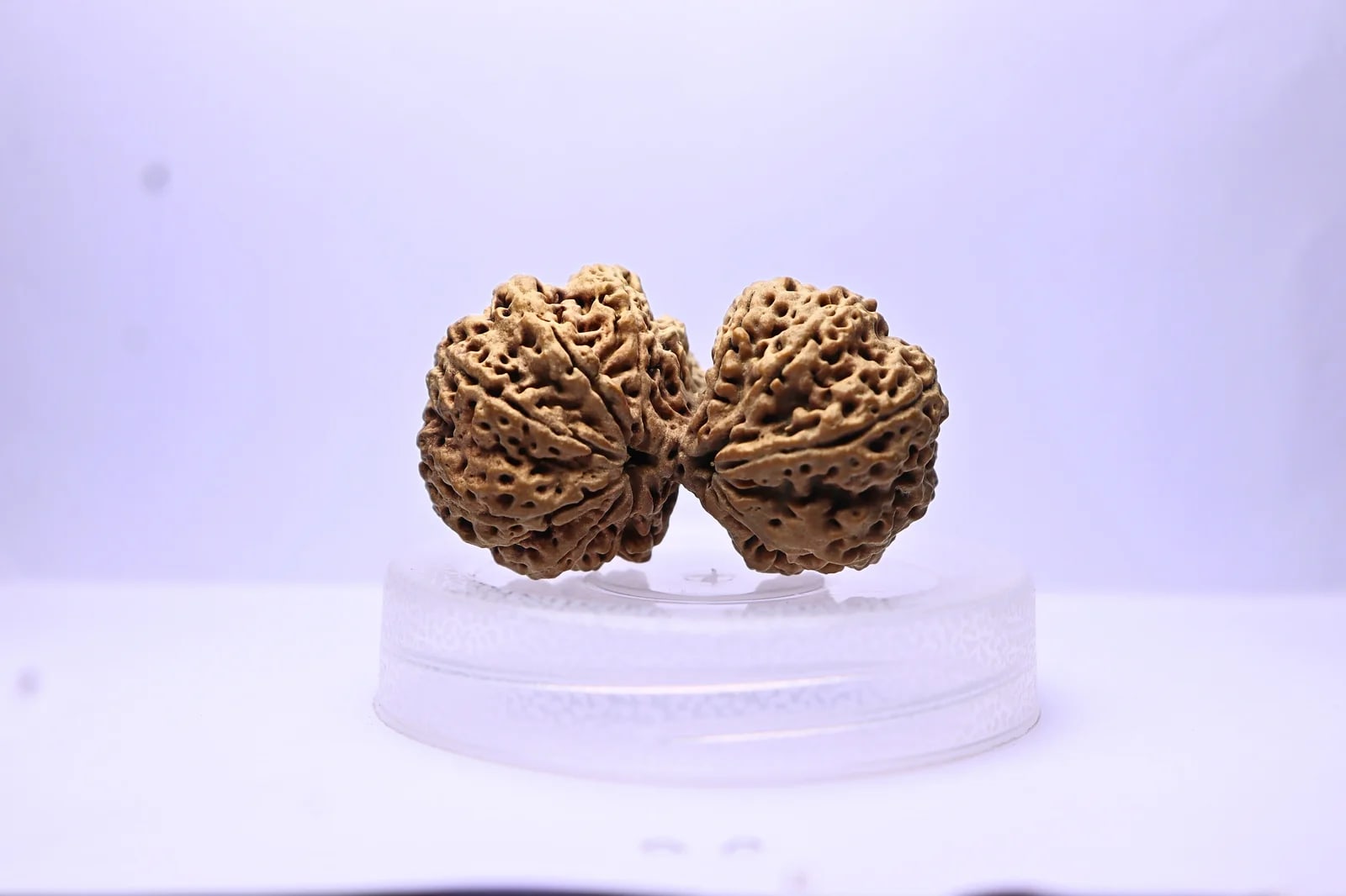 Divine Gauri Shankar Nepal Rudraksha — main view