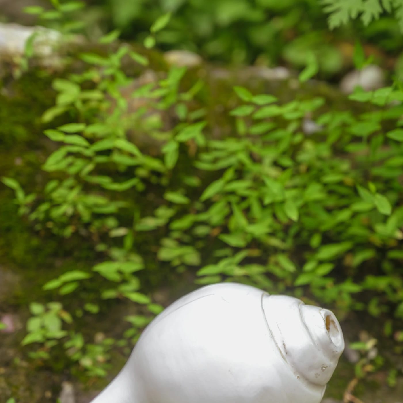 sacred-natural-loud-resonant-blowing-puja-shankh