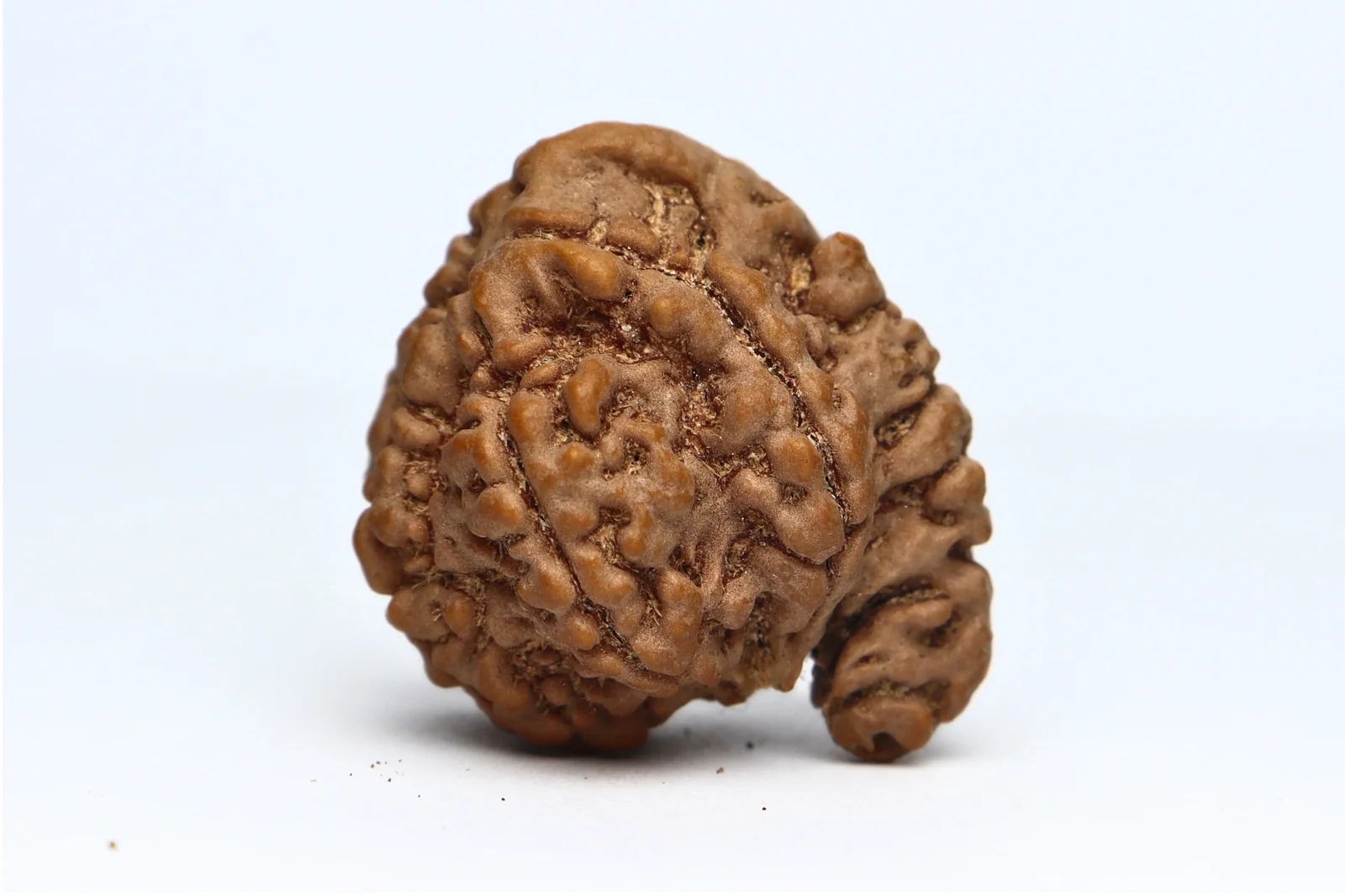 Sacred Ganesh Nepal Rudraksha