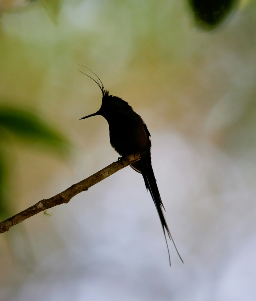 Humming bee breath
