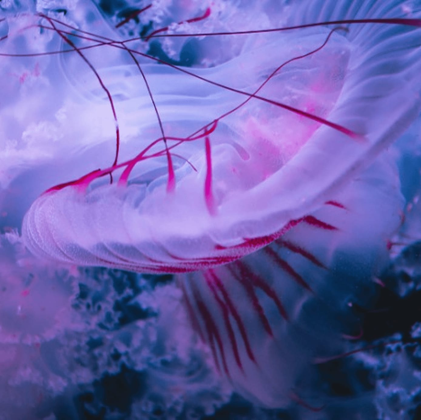 dreamlander Gain Image 3