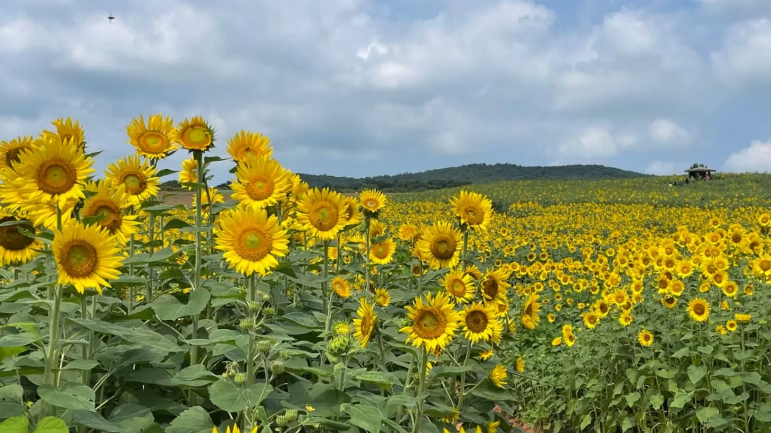 Hakwon Farm