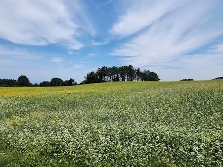 Ora-dong Green Barley, Buckwheat Field