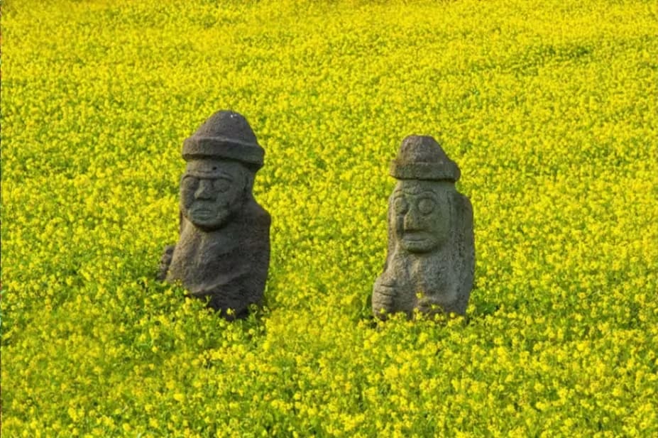 Seongsan Canola Flower Field