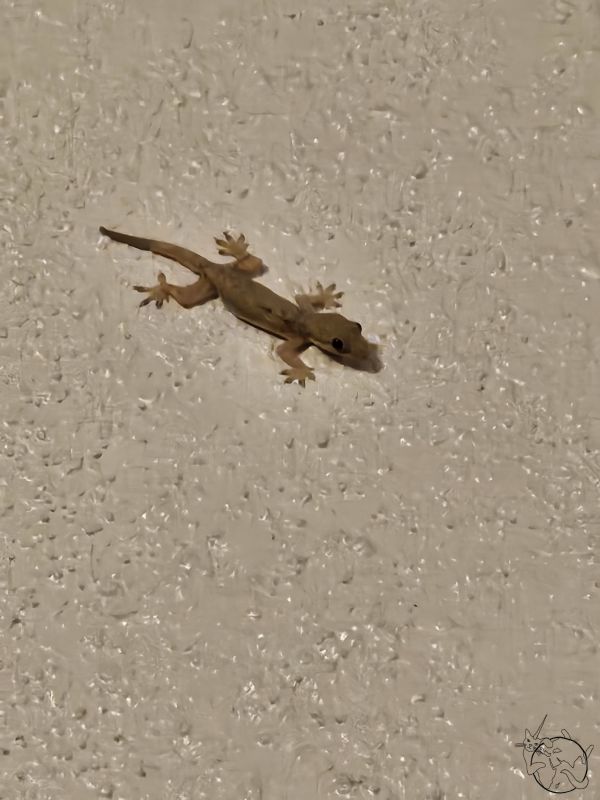 The link to the image is broken, check the filename