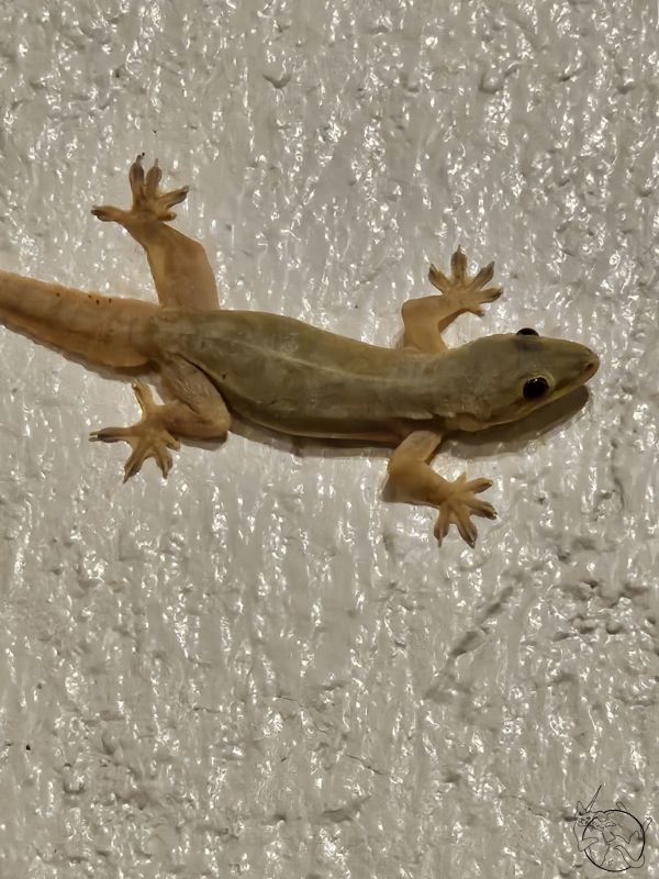 The link to the image is broken, check the filename