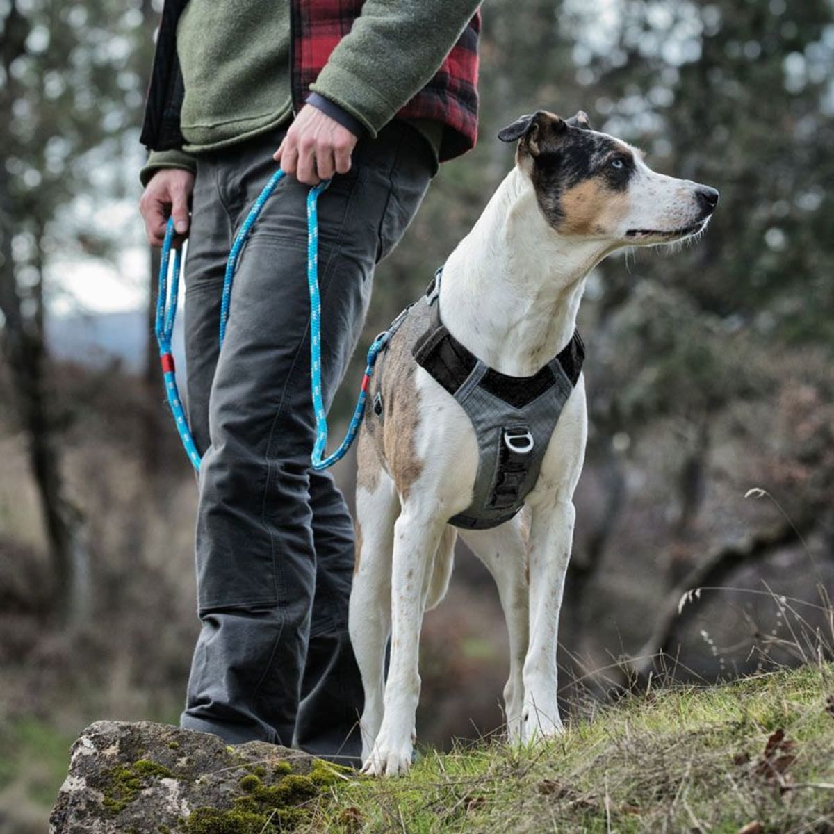 Kurgo Journey Air harness showing deep V-neck design