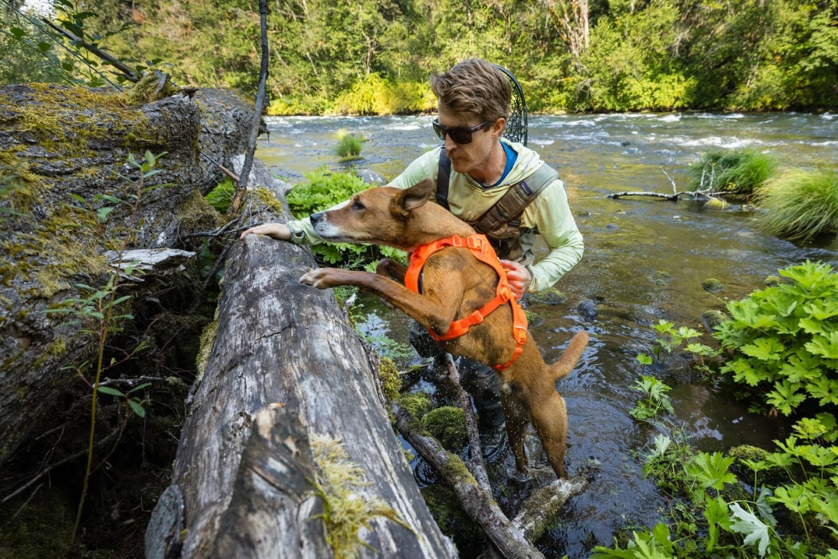 Ruffwear Web Master harness in action on the trail