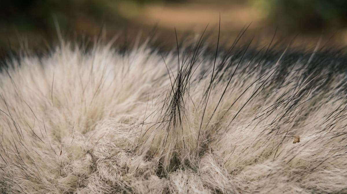 Close-up of a double coat showing the soft undercoat and coarse guard hairs
