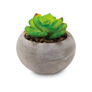 סוקלנטים וקקטוסים בכלי קרמיקה – צבר - תמונה 3