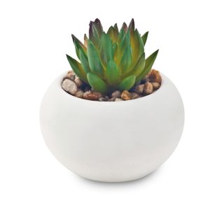 סוקלנטים וקקטוסים בכלי קרמיקה – צבר - תמונה 4