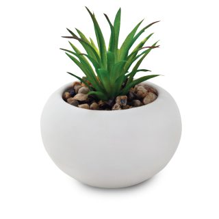 סוקלנטים וקקטוסים בכלי קרמיקה – צבר - תמונה 6