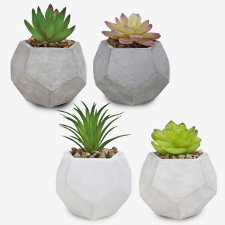 סוקולנטים וקקטוסים בכלי חימר מחומש – קקטוס