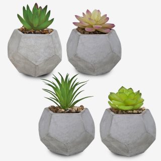 סוקולנטים וקקטוסים בכלי חימר מחומש – קקטוס - תמונה 3