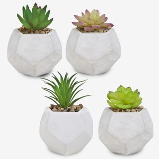 סוקולנטים וקקטוסים בכלי חימר מחומש – קקטוס - תמונה 4