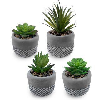 סוקלנטים וקקטוסים בכלי חמר – אלוקסיה - תמונה 3