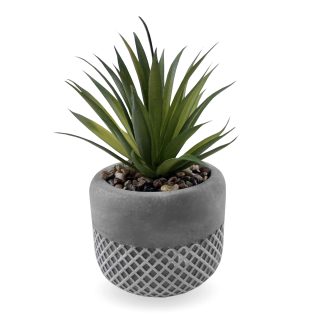 סוקלנטים וקקטוסים בכלי חמר – אלוקסיה - תמונה 4