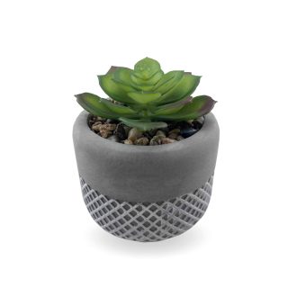 סוקלנטים וקקטוסים בכלי חמר – אלוקסיה - תמונה 5