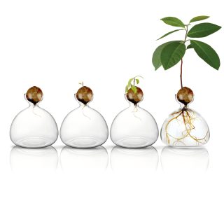 מעמד זכוכית לגידול גלעין אבוקדו – Vivo - תמונה 4