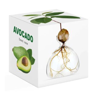 מעמד זכוכית לגידול גלעין אבוקדו – Vivo - תמונה 6