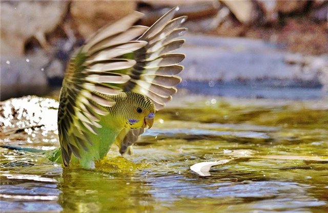 Попугай без воды