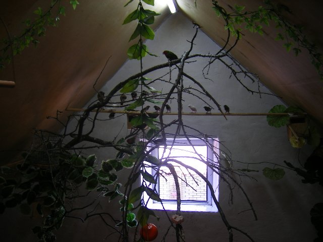 Вольеры для различных видов астрильдовых. - АМАДИНЫ, КАНАРЕЙКИ И ДРУГИЕ ...