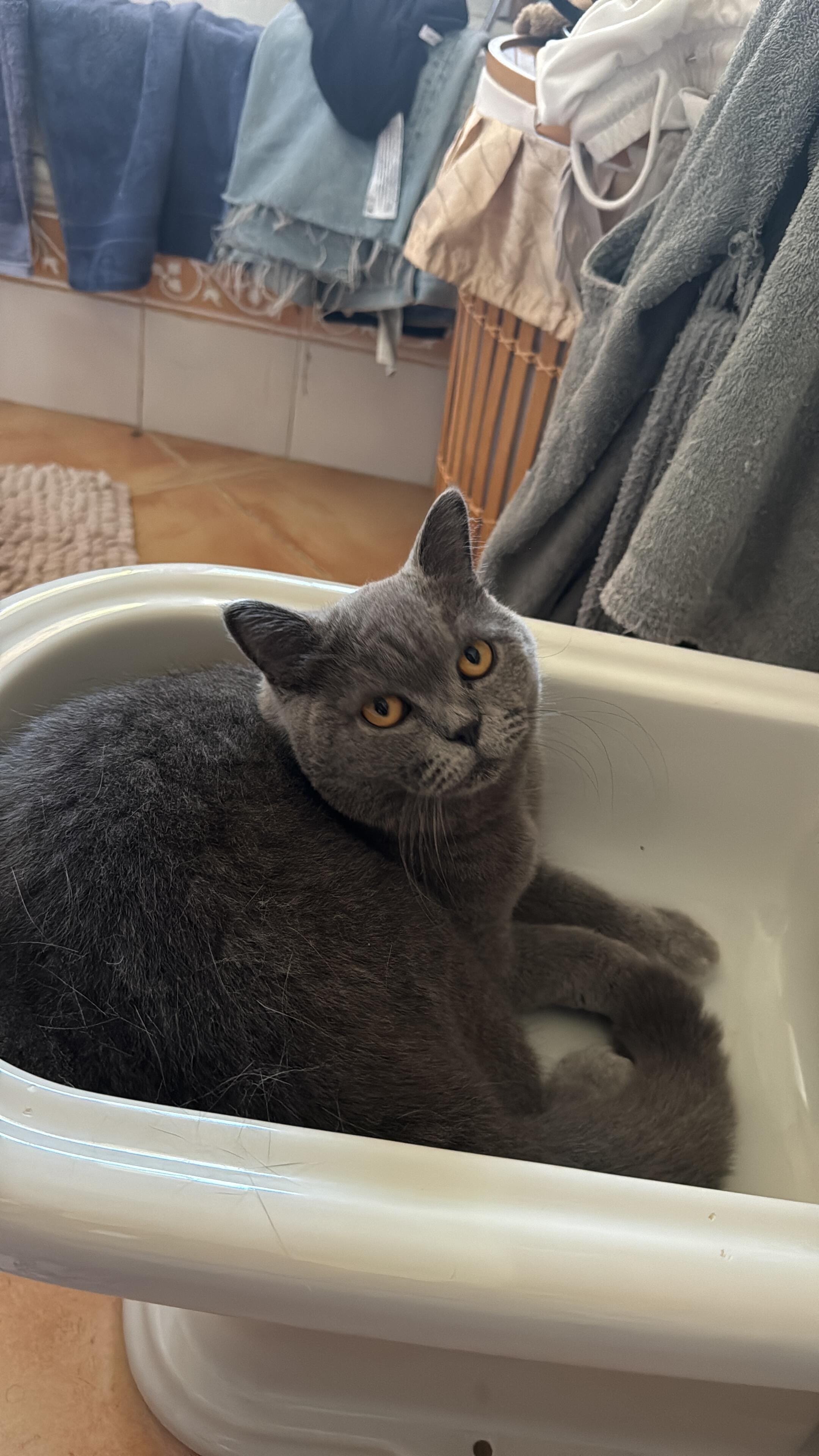 Milú
