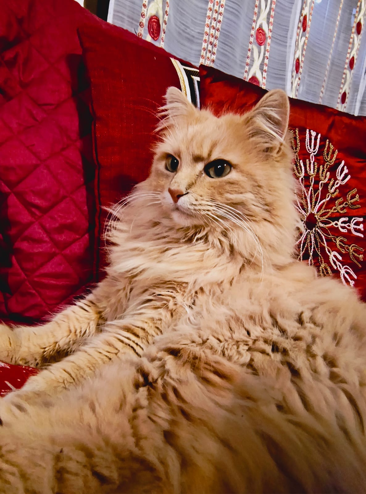 Giacomo
