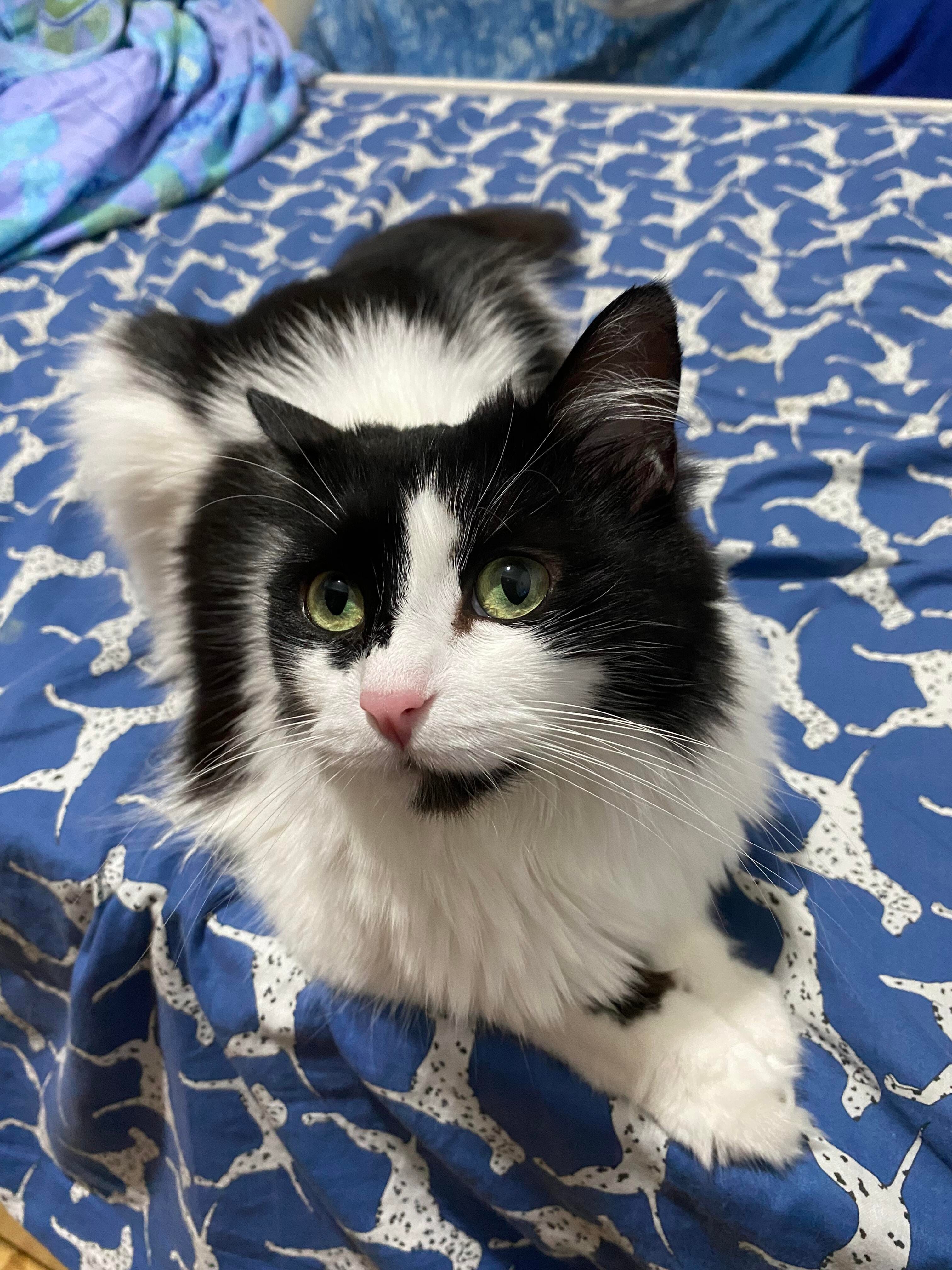 Mimi